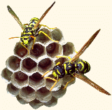 Bienenstich oder Wespenstich