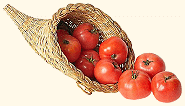 Tomaten im Garten - Tipps rund um Tomatenpflanzen, wie Boden, Standort oder das Gießen